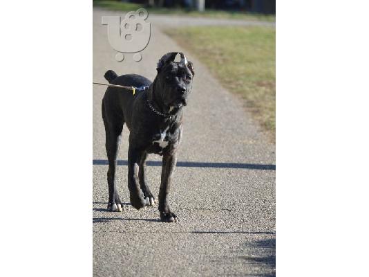 Cane Corso θηλυκό